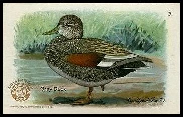 3 Gray Duck